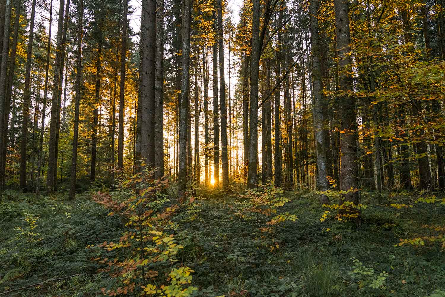 Zimmererarbeiten_heimisches-Holz